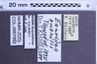 Etiketten zu Selatosomus puerilis (NHMW-ZOO-COL-0007992)